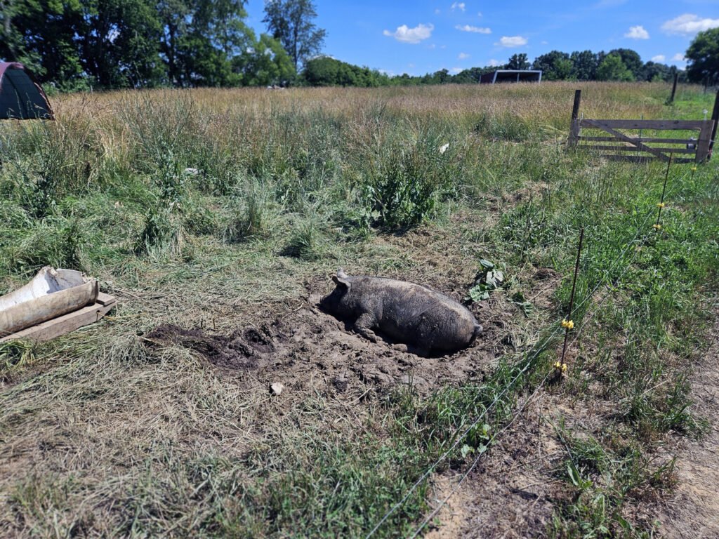 20260613_153440 - Appalachian Highlands Farmers Magazine A pig wallows happily in a large hole with mud, grunting with joy.