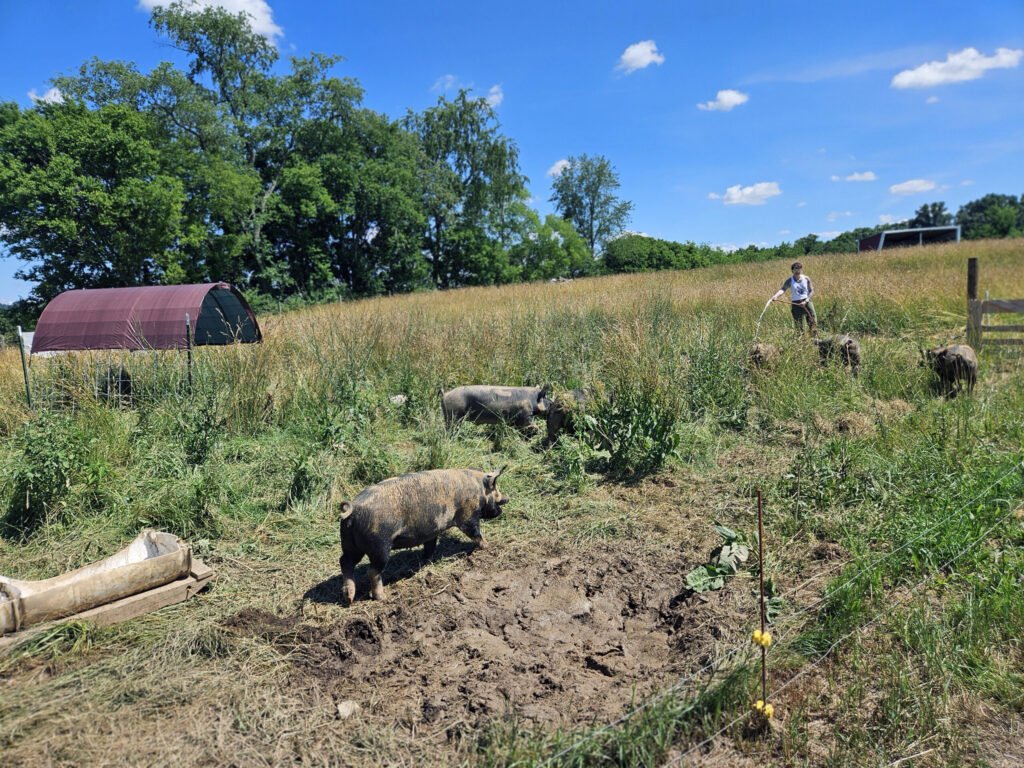 20260613_153523 - Appalachian Highlands Farmers Magazine Pigs come running when Abby calls them for a cool water shower.