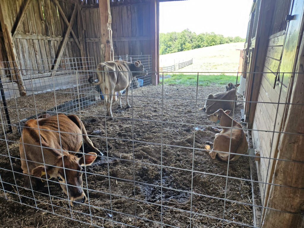 20260613_154450 - Appalachian Highlands Farmers Magazine Inside the barn, cows get some relief from the sun.