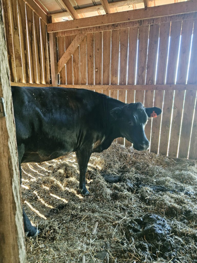 20260613_154956 - Appalachian Highlands Farmers Magazine A cow in another room of the barn.