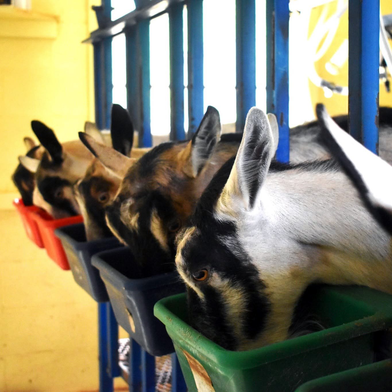 A herd of goats eating from troughs