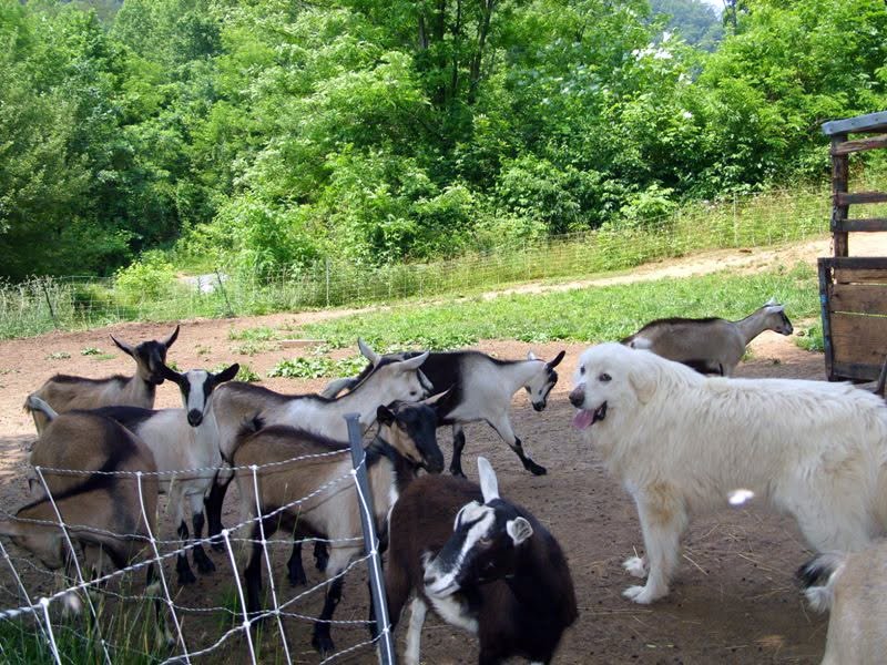 Goats at the Ziegenwald Farm