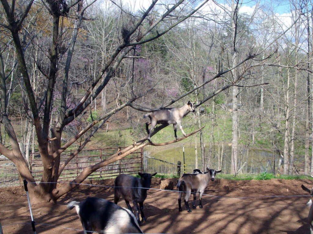 Goats hanging out in their environment - Photo courtesy of Ziegenwald Dairy