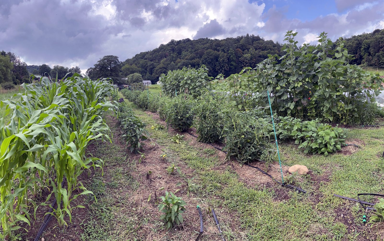 536276694_122223181652167348_5413822850755446810_n - Appalachian Highlands Farmers Magazine Farm scene in Tennessee