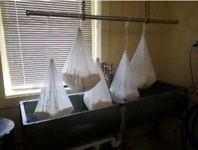 Cheese Kurds in cheese cloth hanging to drain. Photo courtesy of Ziegenwald Dairy