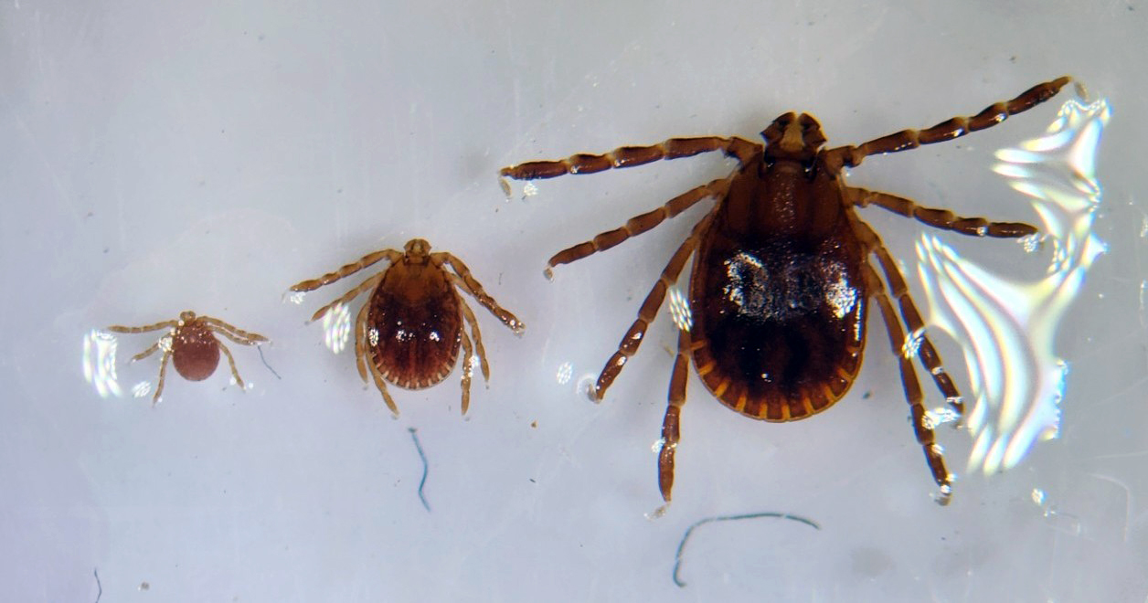 Asian Longhorn Tick - Photo courtesy of Joshua Jackson, Kansas State University