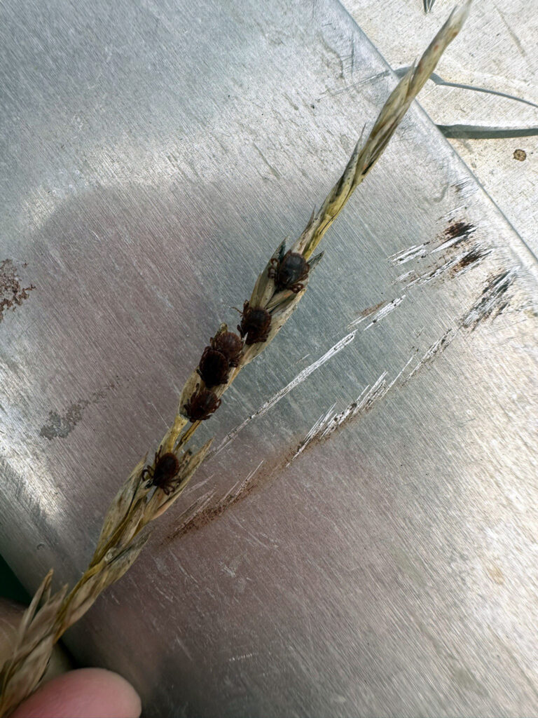 Asian Longhorn ticks on wheat - K-State Research and Extension