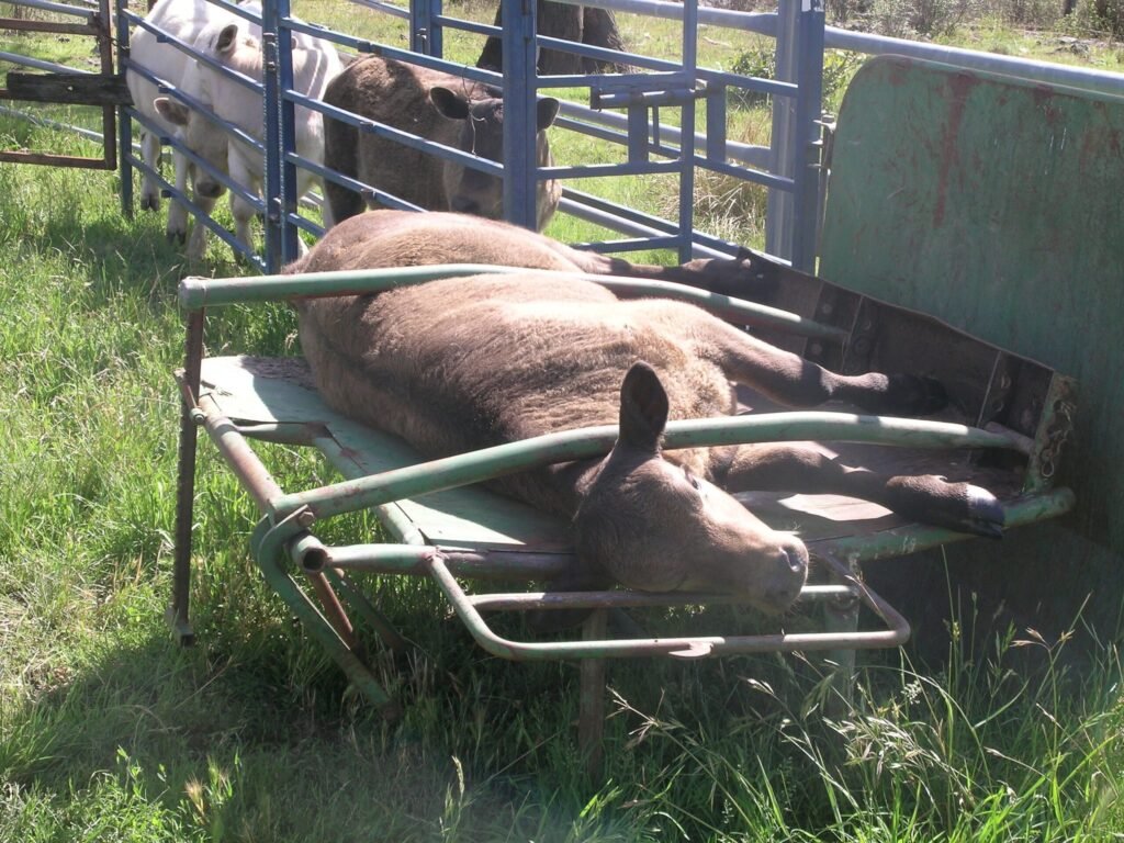 A calf in a Calf Cradle Photo by Cgoodwin, CC BY-SA 3.0