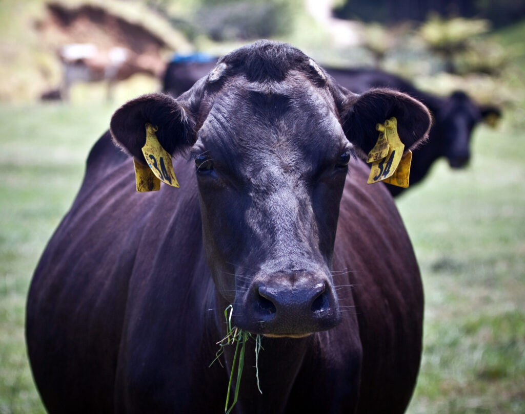 A dehorned Dairy Cow wearing ear tags