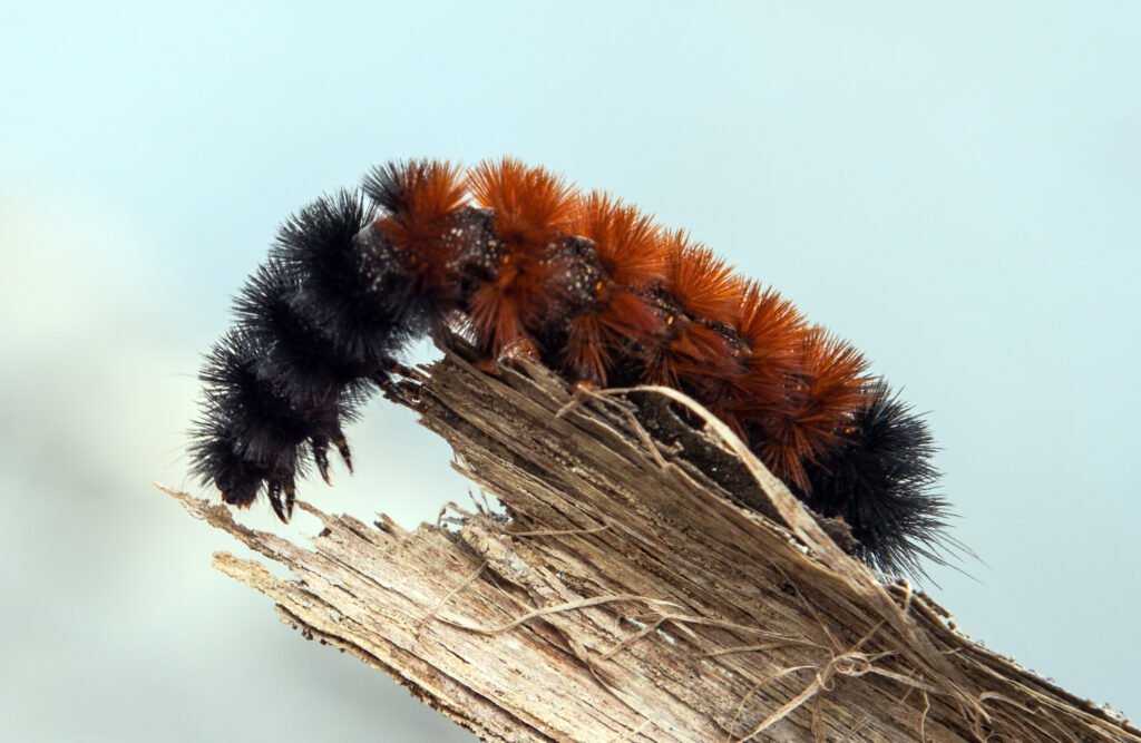 Wooley Bear Caterpillar by Micha L. Rieser