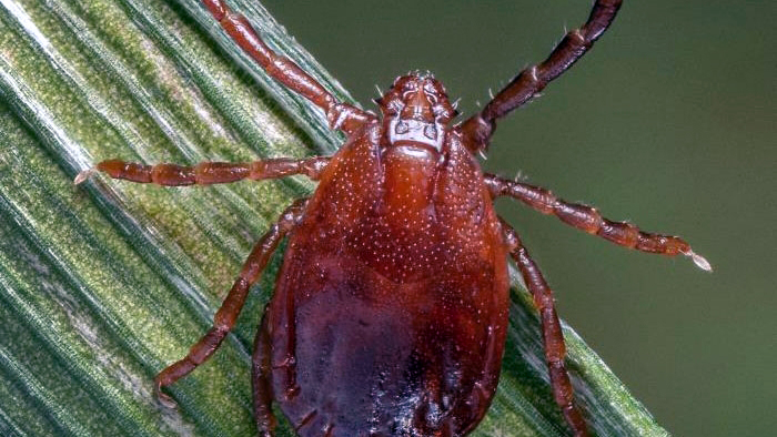Asian Longhorn Tick - Photo by  James Gathany