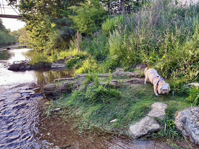 Little white doggy walking near a stream during Pollenpocalypse