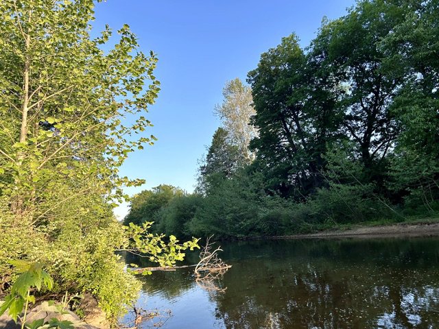 Green trees looking over a stream holding pollen during Pollenpocalypse.