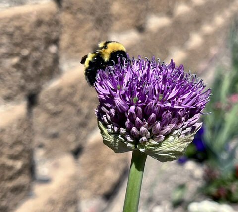 A bee pollinating a flower. - Photo by Kathryn Jacobson
