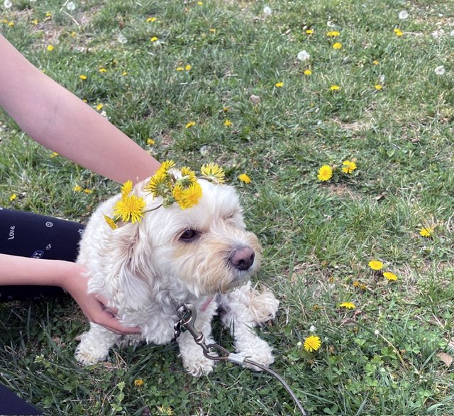 Little whit, cute doggy with daisies all over him