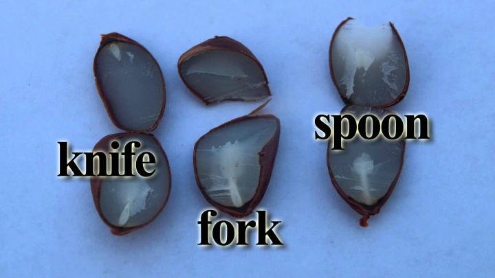 Persimmon seeds, picture from The Commercial Appeal