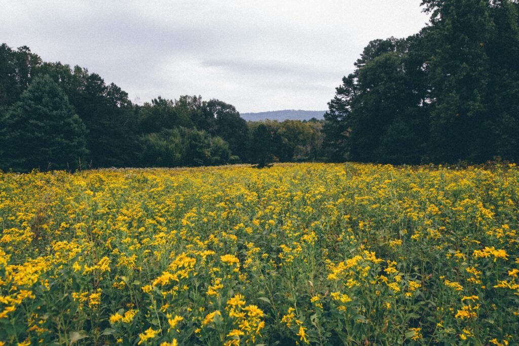 A field of flowers