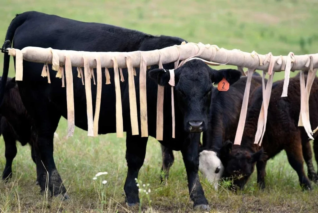 Cattle using a back rubber with insecticide