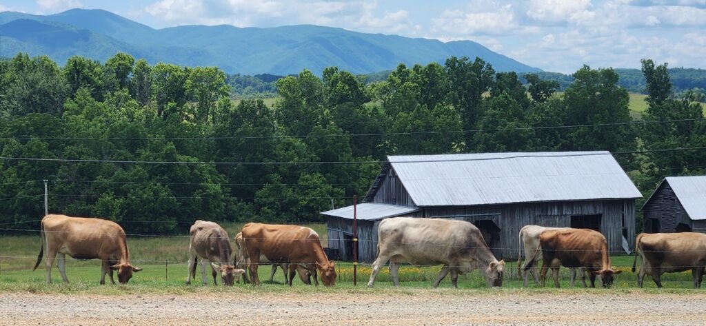 1000037456 - Appalachian Highlands Farmers Magazine A herd of cattle grazing