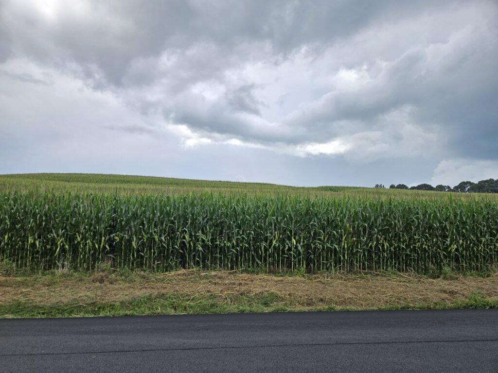 20250820_145842 - Appalachian Highlands Farmers Magazine Cornfield stretching to the horizon under a cloudy, gray sky, with a paved road at the bottom edge.