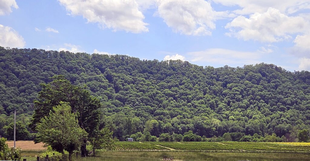 20260513_130932 - Appalachian Highlands Farmers Magazine Forest-covered hillside under a blue sky with fluffy clouds; foreground shows a grassy field and a small structure among rows of crops on the lower edge at a regenerative farm.