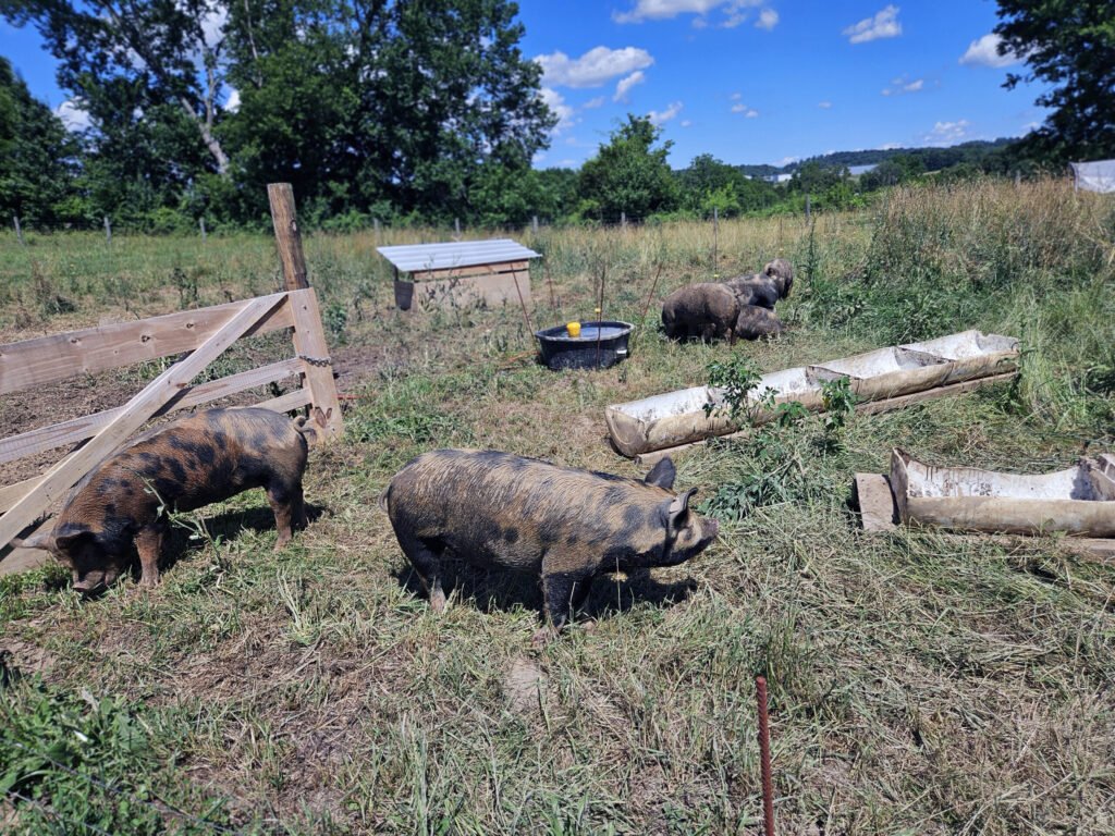 Pigs at the Butterfield Farm