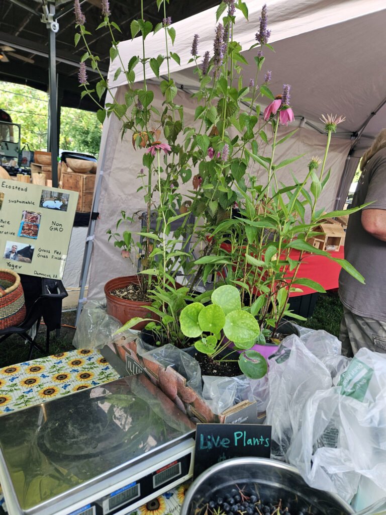 20260718_081953 - Appalachian Highlands Farmers Magazine Plants for sale