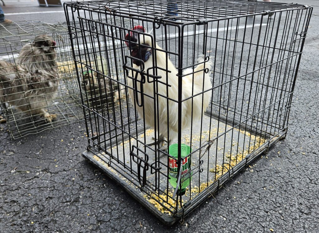Gray Silkie Chickens and a White Satin Silkie