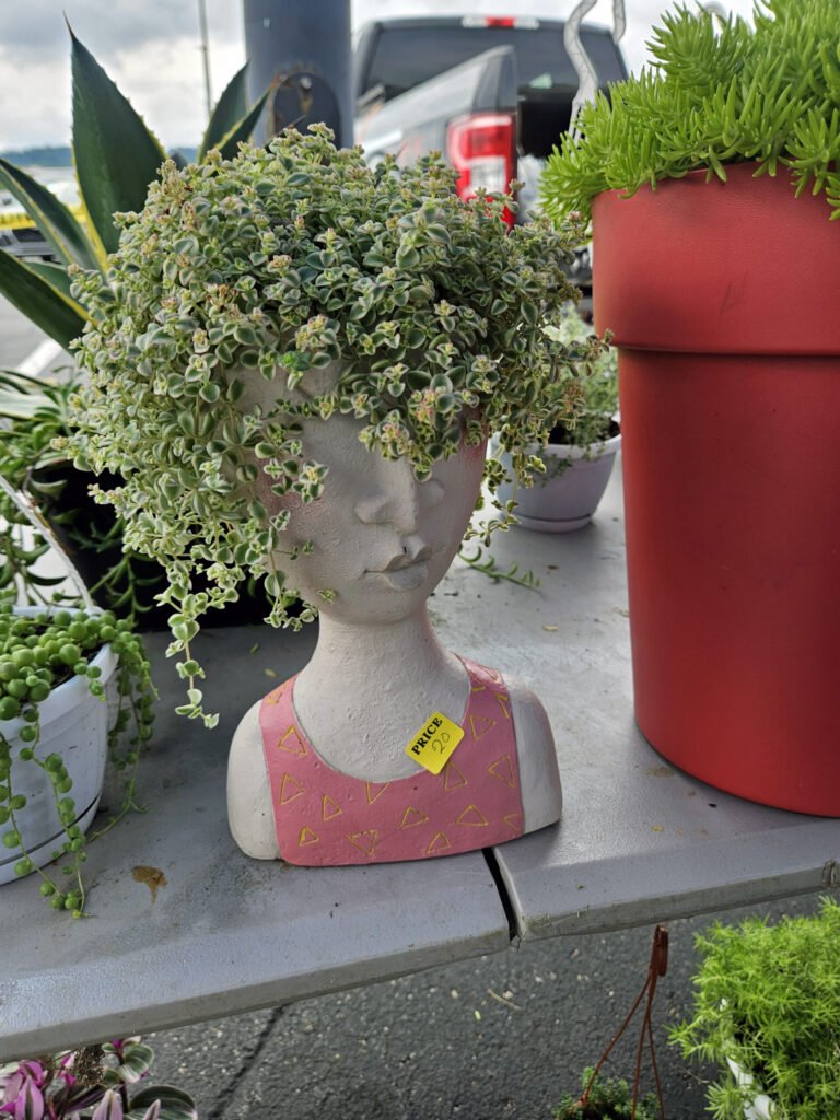 A figure with Hair of Sedum'Little Missy' or variegated stonecrop