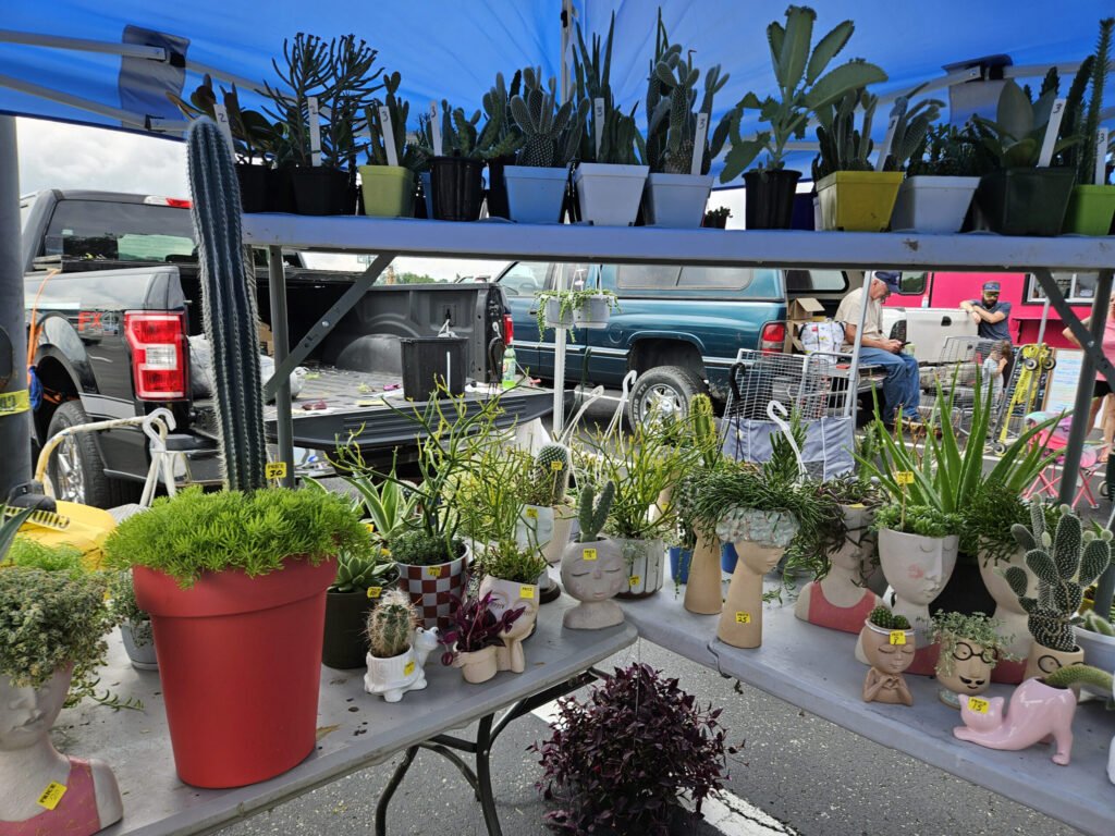 Prickly Pear, Tall Columnar Cactus, Thimble Cactus, Pencil Cactus / Firesticks, Sedum (Stonecrop, Aloe. Kalanchoe, Tradescantia, and String of Bananas