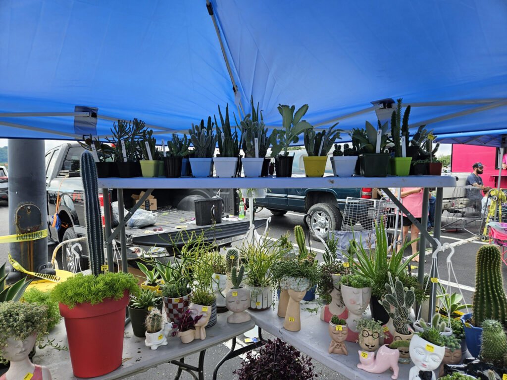 A large selections of cacti and succulents at Grandads Plant Fort