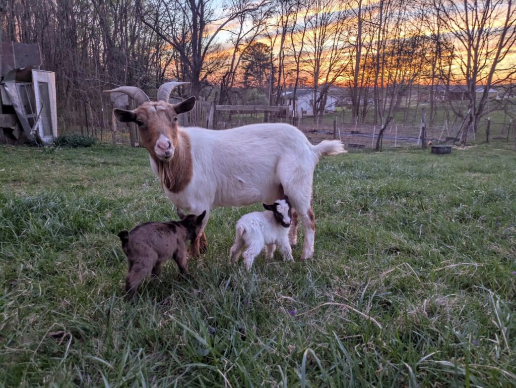 667267955_1280292827561398_1365674309086233429_n - Appalachian Highlands Farmers Magazine A mother Goat with her new kids.