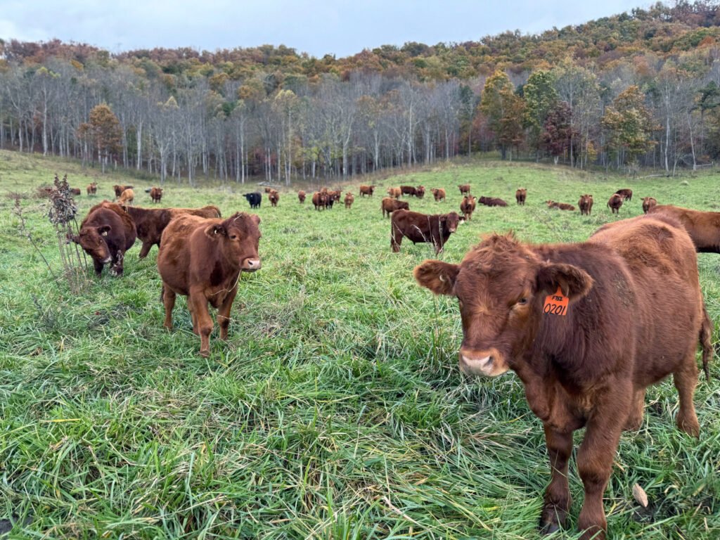 Big Ivy Beef cows