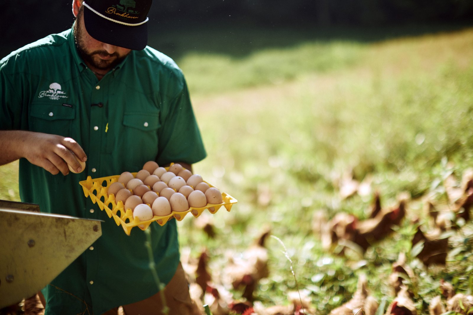 Jake Hubbard gathers eggs at Brookhaven Farms (Duffield, Virginia)
