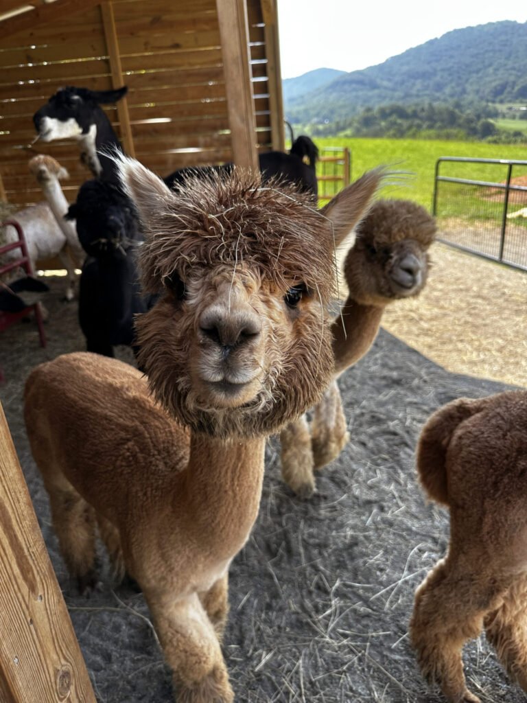 Close-up of a brown alpaca looking at the camera inside a wooden shelter, with other alpacas and a green pasture in the background.
