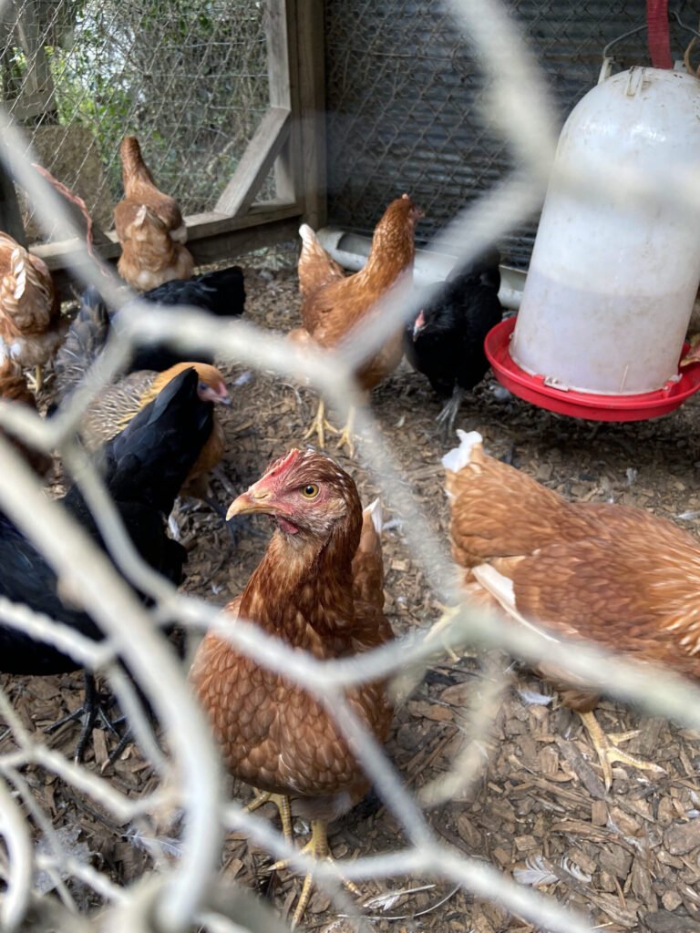Chickens at Two Trees Sustainabillies