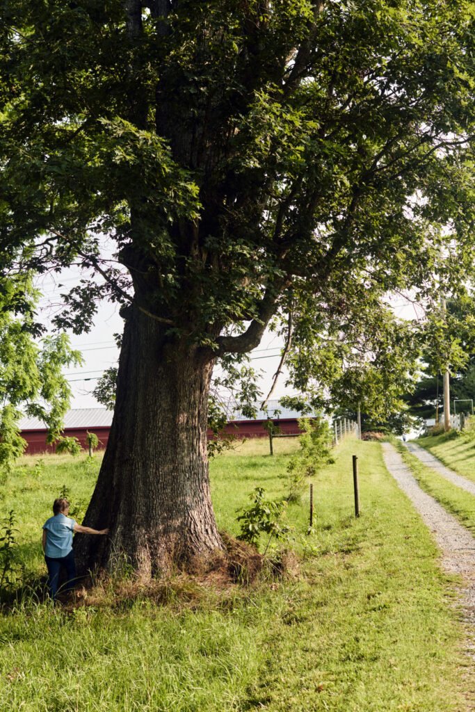 GrandOak_2025_GYC_0136 - Appalachian Highlands Farmers Magazine : Dana Ensor worked for years in agriculture education before farming full time at Grand Oak Farm (Jonesborough, TN) and now leases land to farmers
