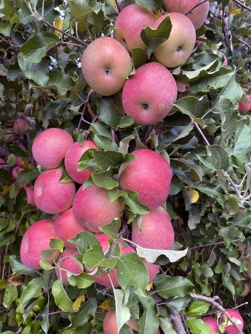 Apples grown in Nelson County, VA