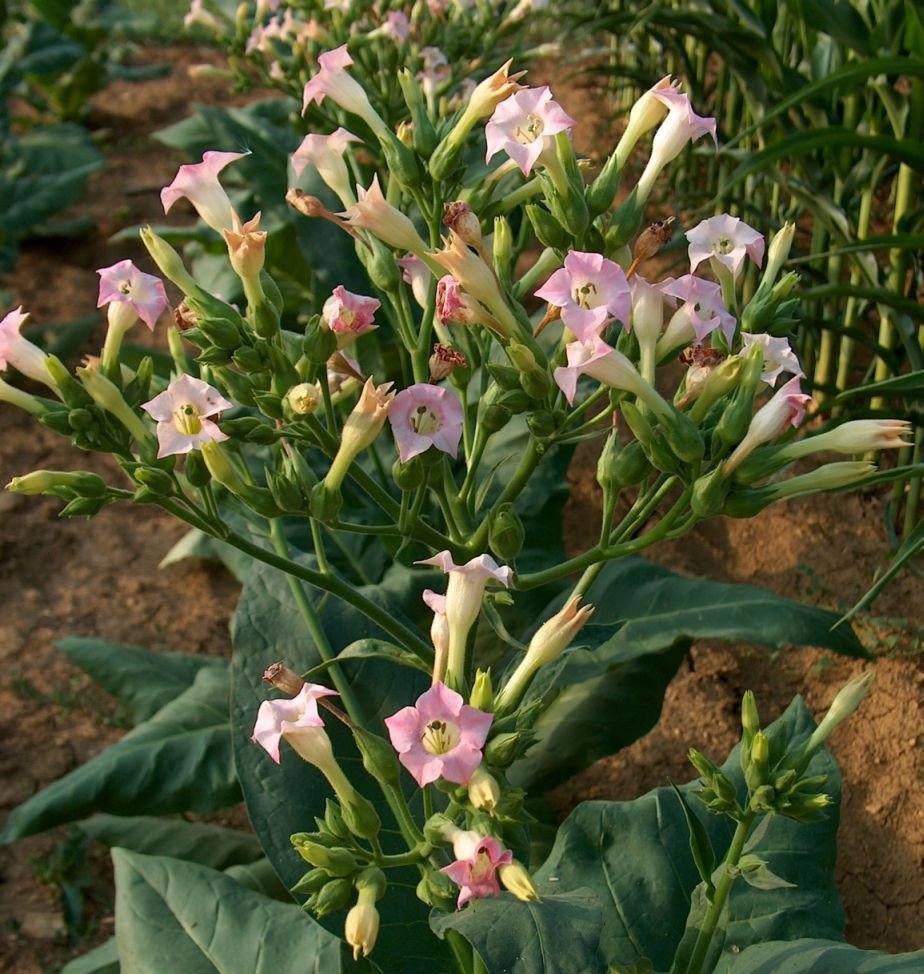 Nicotiana tabacum by Markus Hagenlocher - Own work, CC BY-SA 3.0
