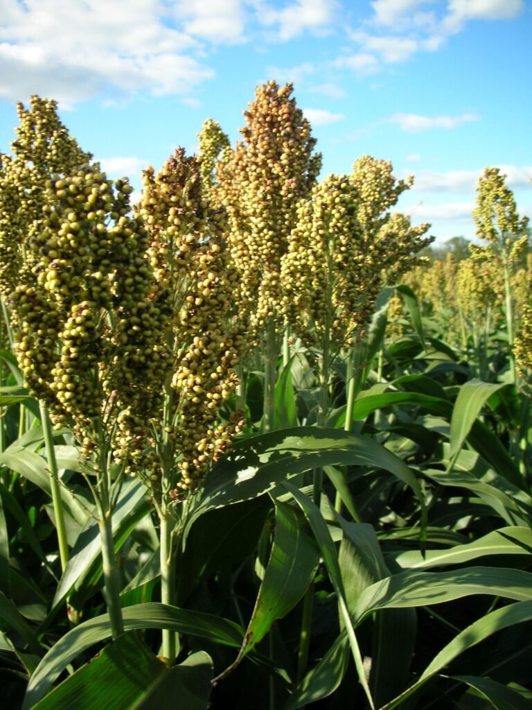 Sorghum_bicolor - Appalachian Highlands Farmers Magazine Sorghum - By Daniel Georg Döhne Own work, CC BY-SA 3.0