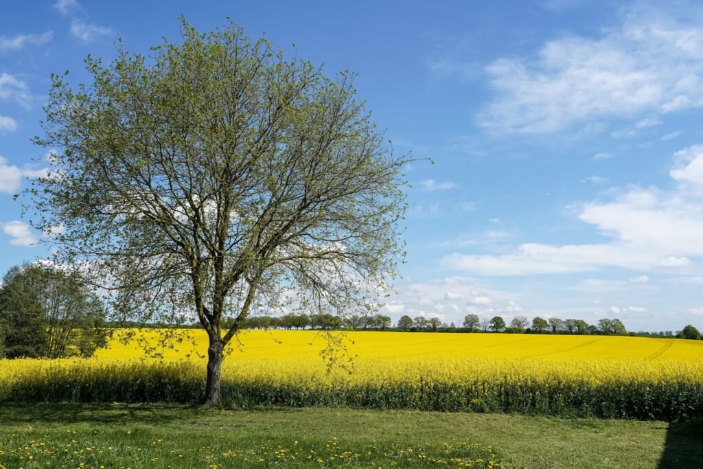 pexels-nicole-weiser-1091646968-38108610 - Appalachian Highlands Farmers Magazine Single large tree with budding leaves in front of a bright yellow canola field under a clear blue sky with scattered clouds.