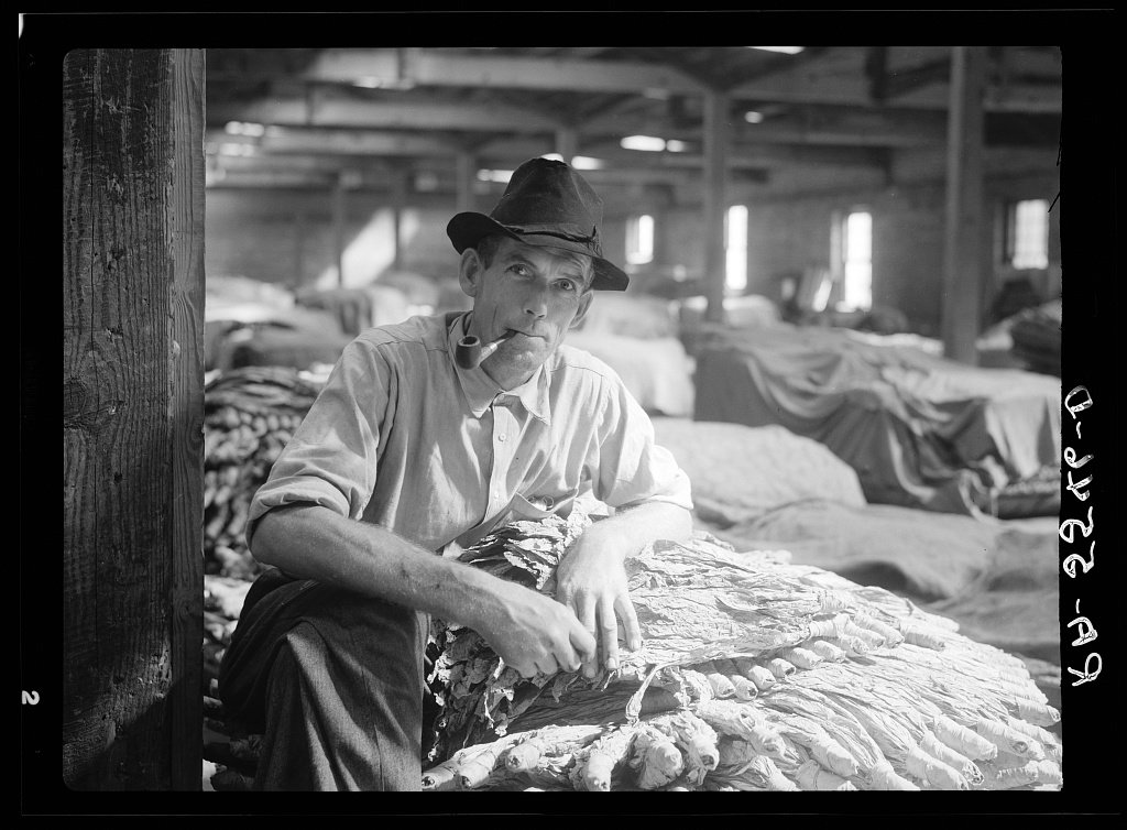 Rehabilitation client with tobacco crop that will repay his loan. Durham, North Carolina 1936 Sept.-Oct – Rothstein, Arthur, 1915-1985