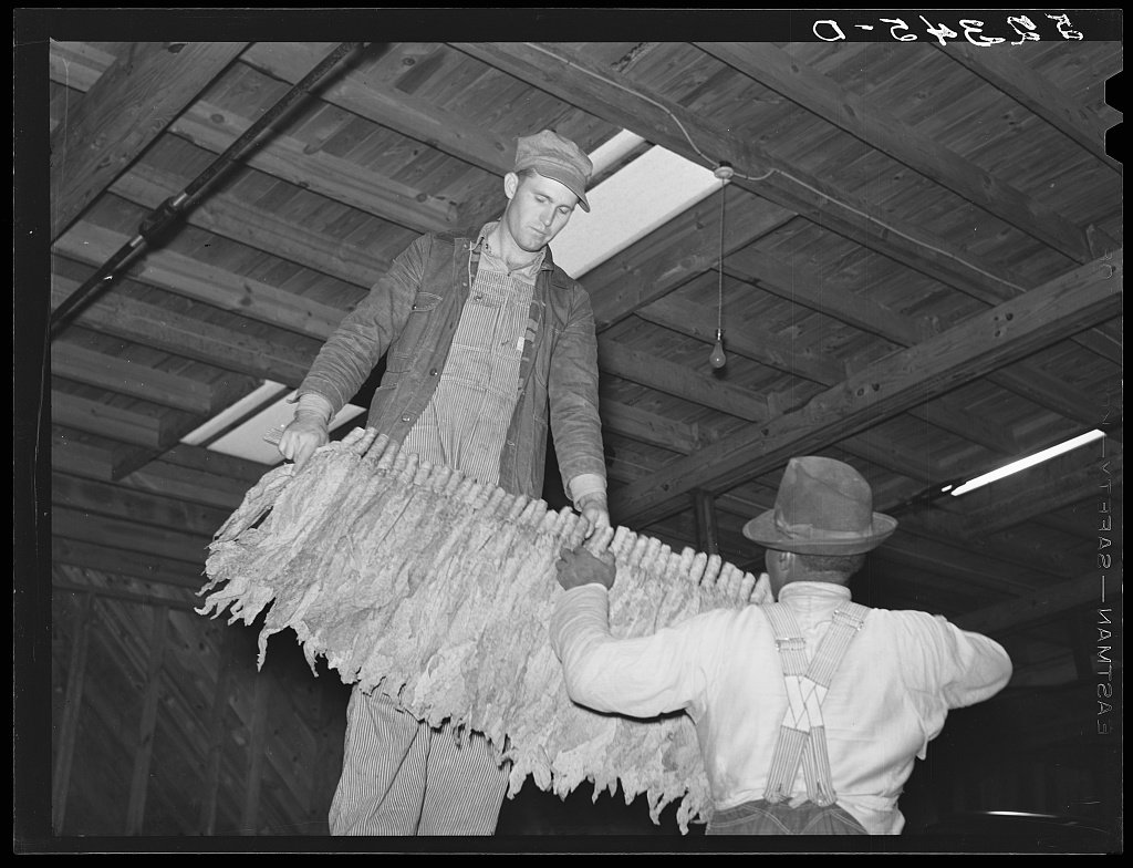 When the tobacco is brought into the warehouse on the trailer, it is taken off the sticks and packed into baskets for the auction. Durham, North Carolina, 1939 Nov Wolcott, Marion Post, 1910-1990