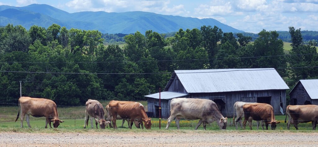 1000037456 - Appalachian Highlands Farmers Magazine Ranchers Cattle near a barn