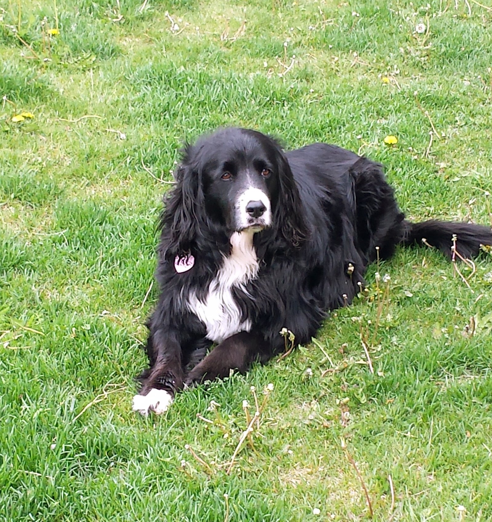 Finn Doggy, the beautiful Border Collie in a yard - Photo by A. Creighton