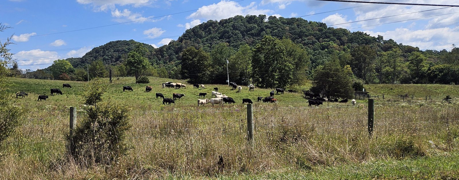 Cattle in a field in Tennessee