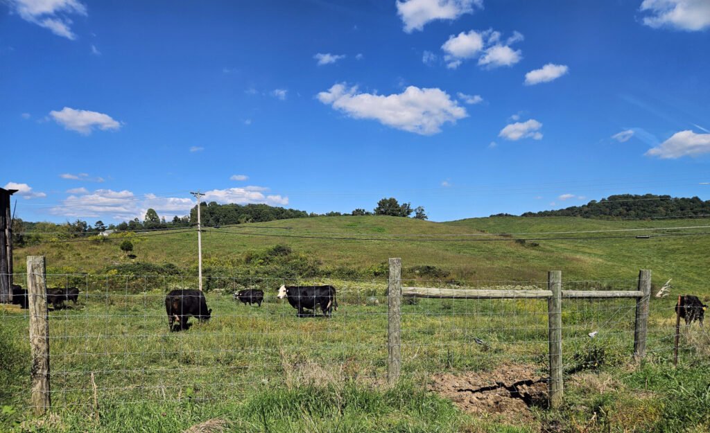 20250912_152715 - Appalachian Highlands Farmers Magazine Cattle grazing in a fenced field.