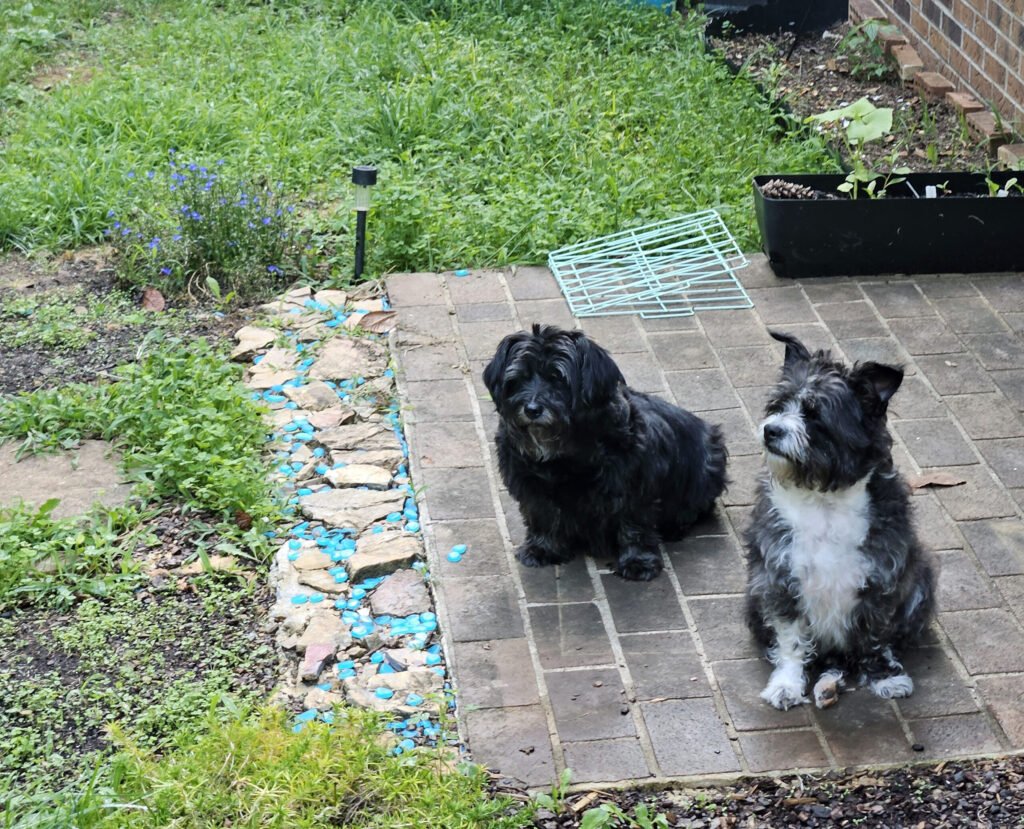 20260715_184629 - Appalachian Highlands Farmers Magazine Two little terriers in the yard