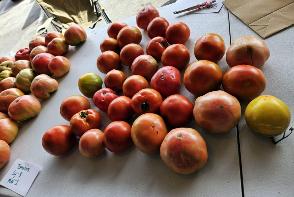 Fresh tomatoes