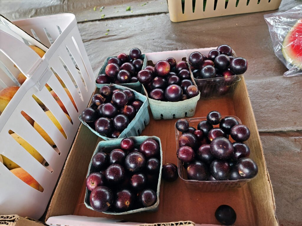 20260808_112733 - Appalachian Highlands Farmers Magazine Cartons of dark purple plums arranged on a wooden table in a market display, with peaches visible in a white crate on the left.